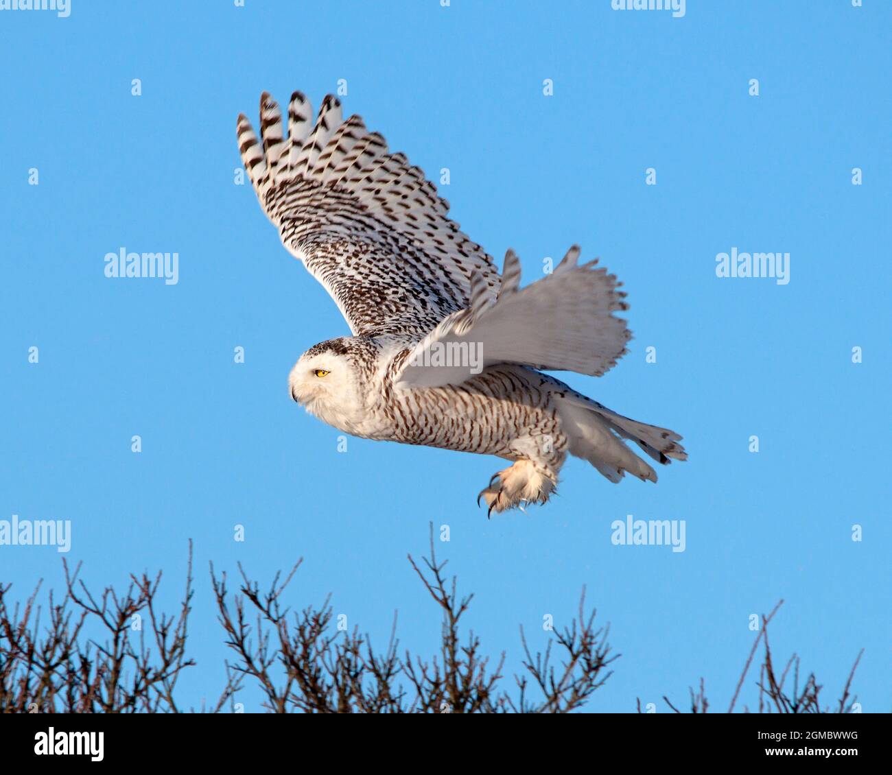 Snowy Owl (Bubo scandiacus) swoops over a thicket while hunting prey. Stock Photo