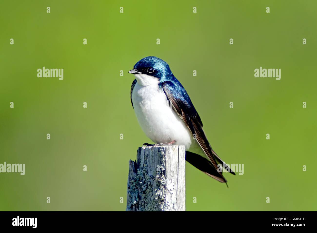 A Tree Swallow (Tachycineta bicolor) perches on a post in the early morning summer sunlight. Stock Photo