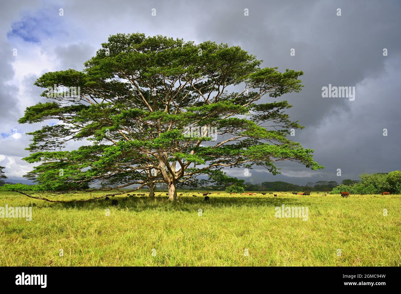 HAWAIIAN MOLUCCAN ALBIZIA TREE IN A KAUAI PASTURE Stock Photo