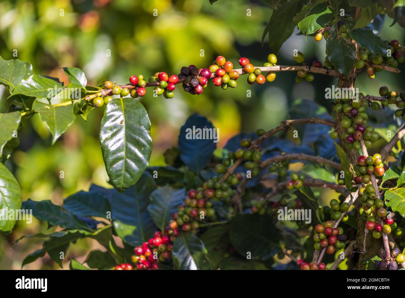 Arabicas coffee beans ripening on tree in North of thailand Stock Photo