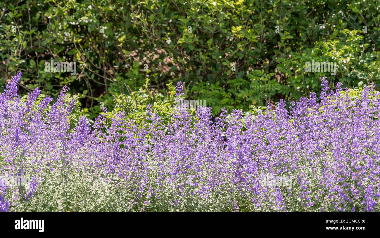 Flowering purple plants hi-res stock photography and images - Alamy