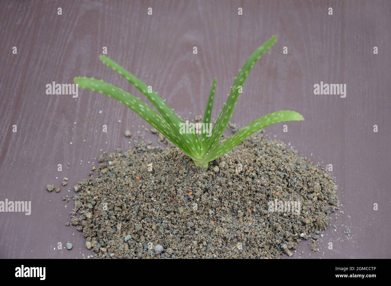 closeup the green ripe aloe vera plants seedling in the sand over out of  focus brown background Stock Photo - Alamy