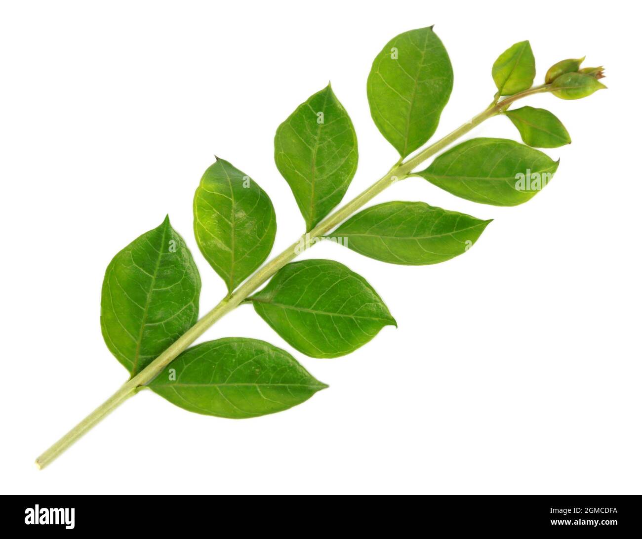 Henna leaves over white background Stock Photo Alamy