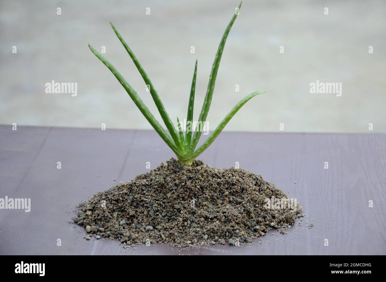 closeup the green ripe aloe vera plants seedling in the sand over out of  focus grey brown background Stock Photo - Alamy