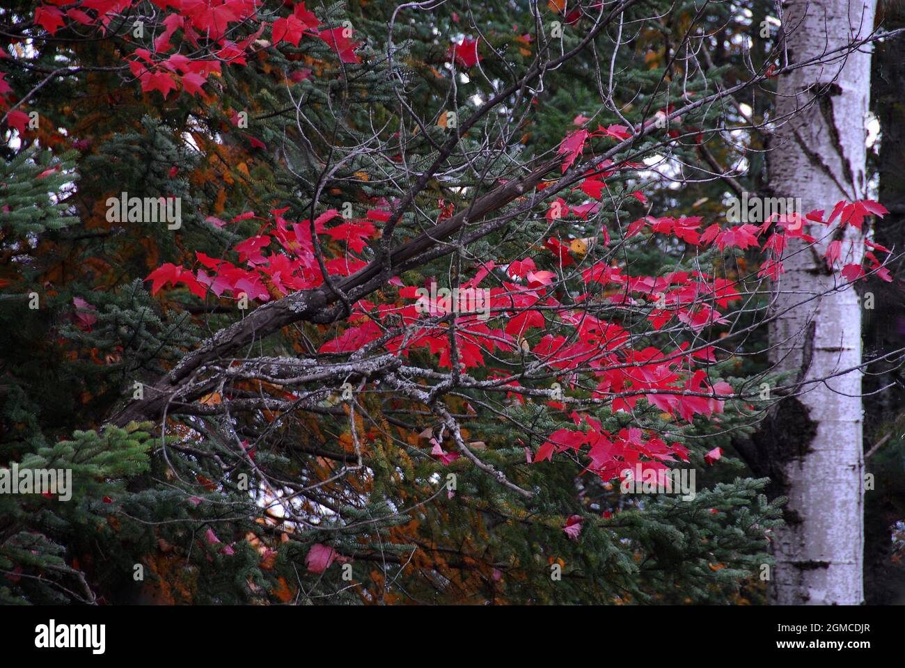Bright red maple tree leaves are stunning against a dark evergreen , with a birch tree trunk on the right of the photo,. Stock Photo
