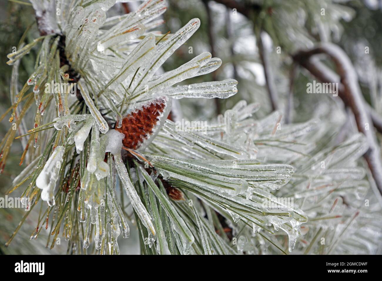 Pine needles in ice, Toledo, Ohio Stock Photo