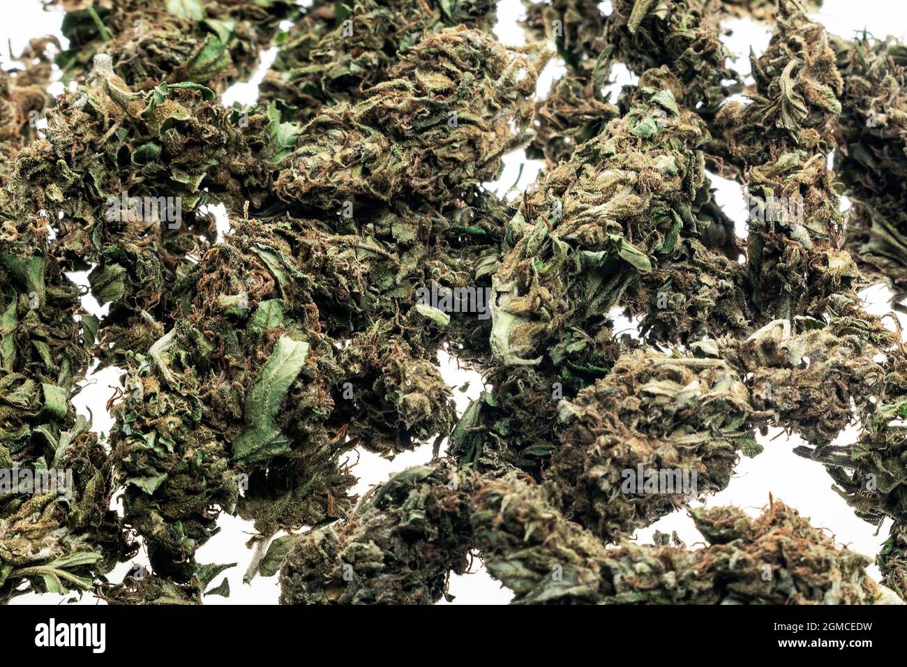 thai medical marijuana cannabis buds closeup on white studio background in bangkok Stock Photo
