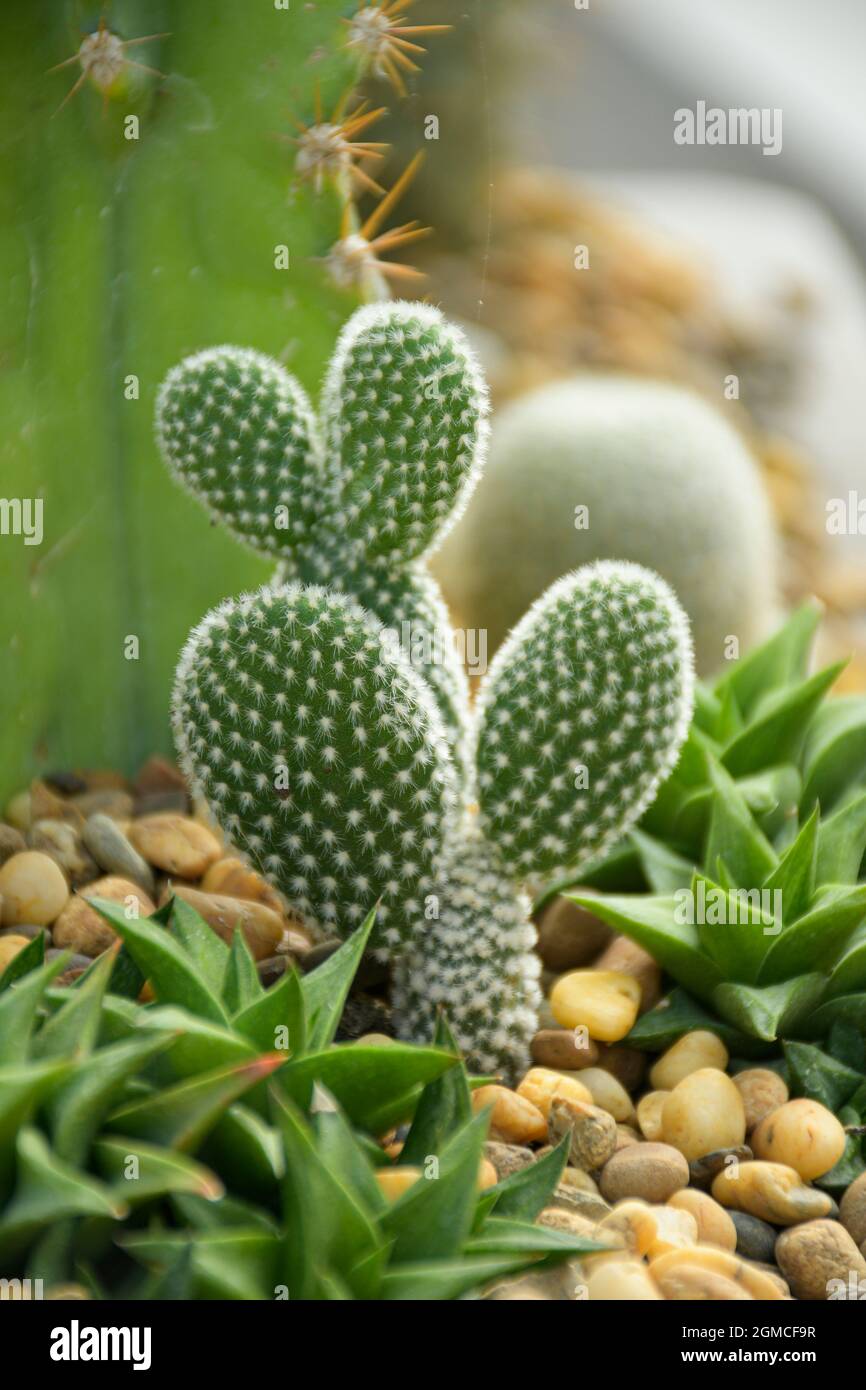 Opuntia microdasys var. albispina arranged in mini cactus and succulent garden. Stock Photo