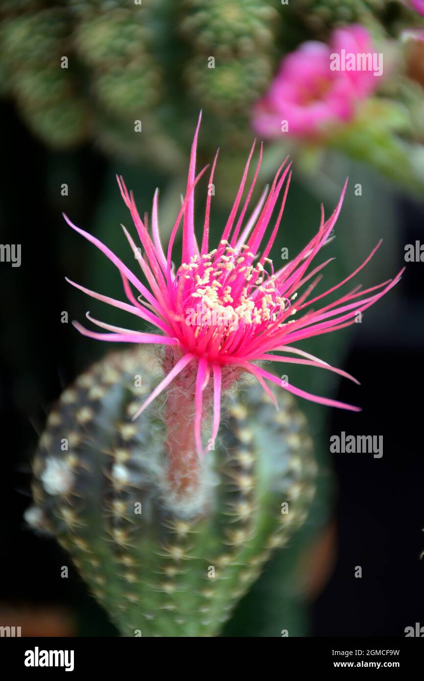 Lobivia spp. with pink shinshowa flower style on dark background. Stock Photo