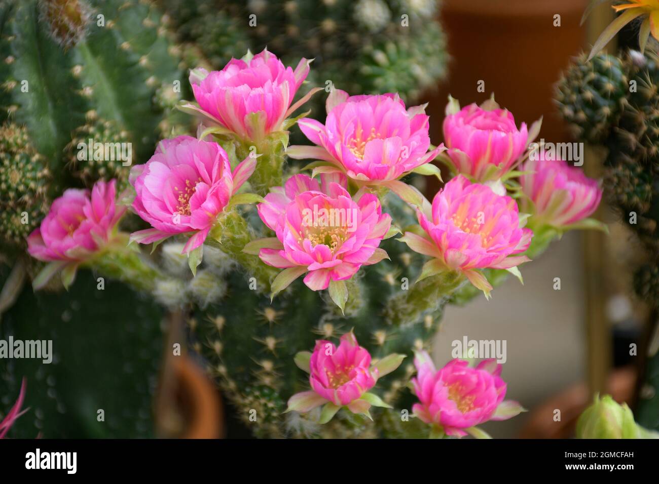 Pink hybrid lobivia spp. in cactus garden background. Stock Photo
