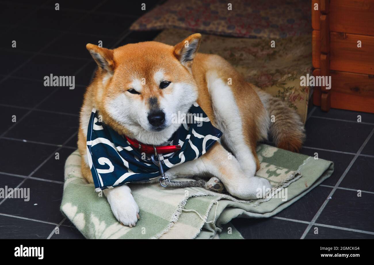 A lovely Shiba Inu dog relaxing at home. Shibas are considered the