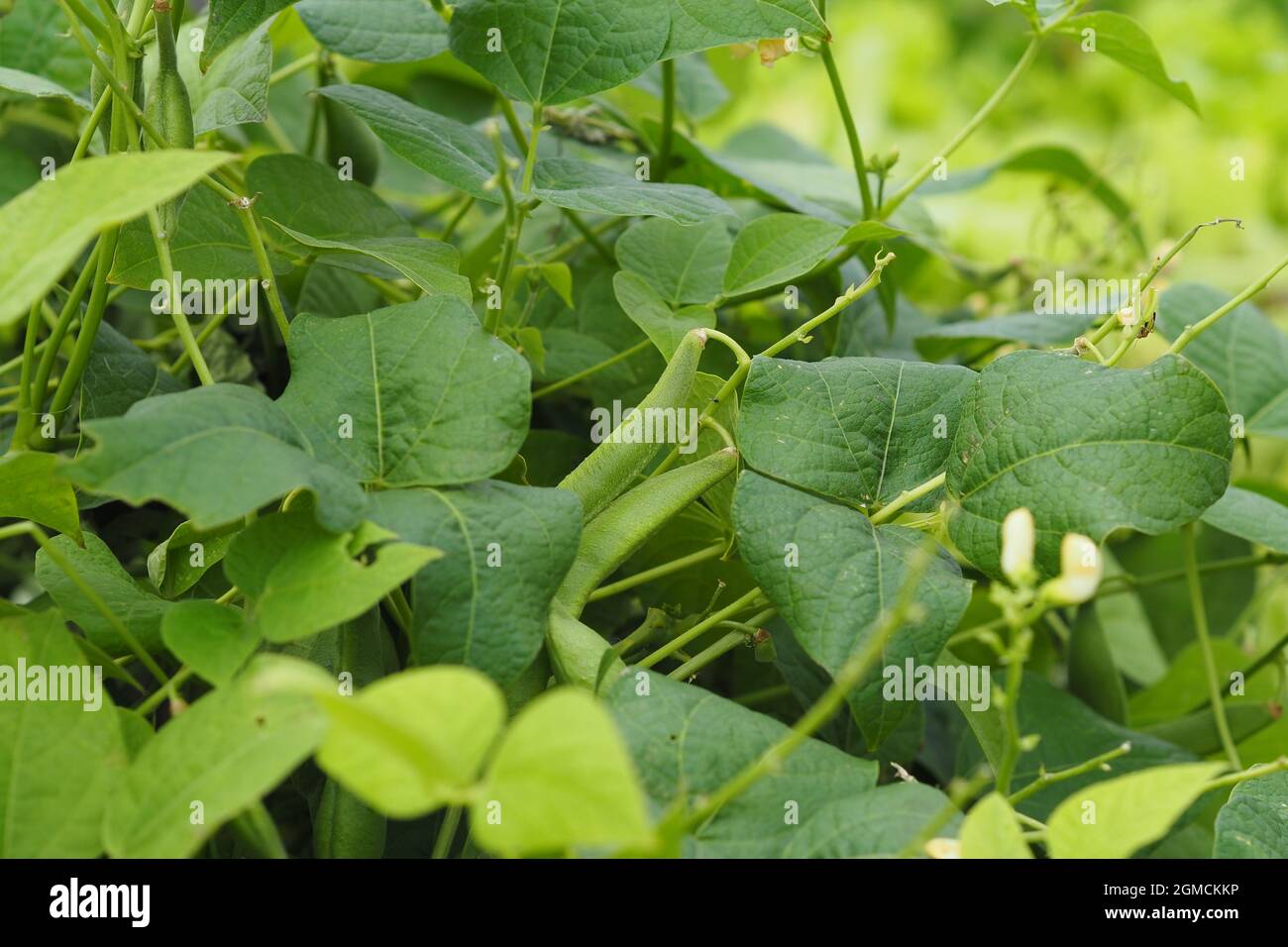 Growing fresh vegetables in the beds in the country. Agriculture. High
