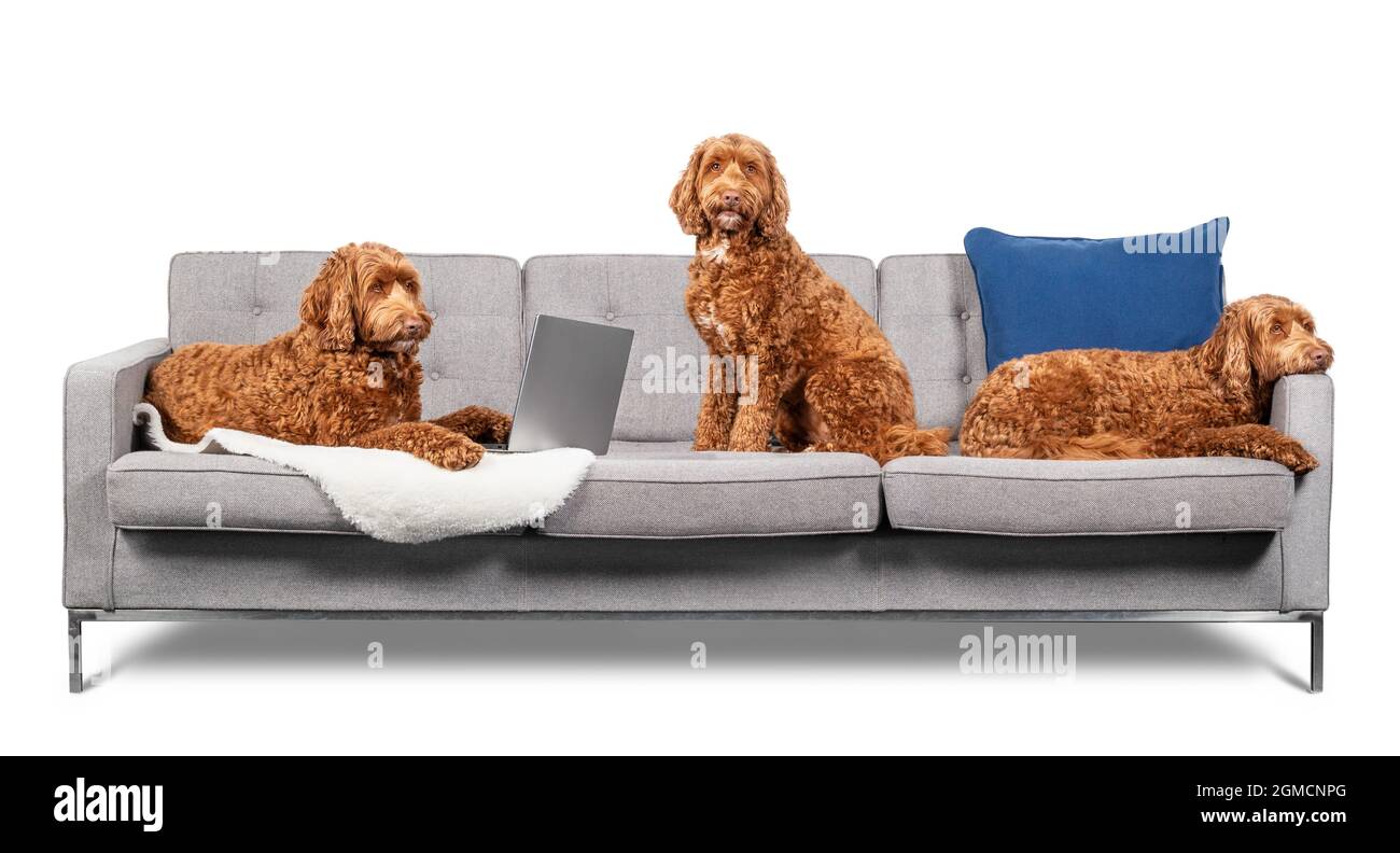 Why Do Dogs Like Sitting On The Couch