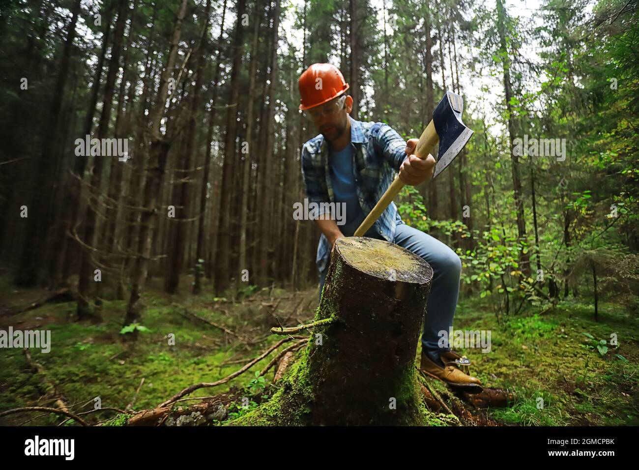 Treechopper Job Male worker with ax chopping a tree in the forest Stock Photo - Alamy