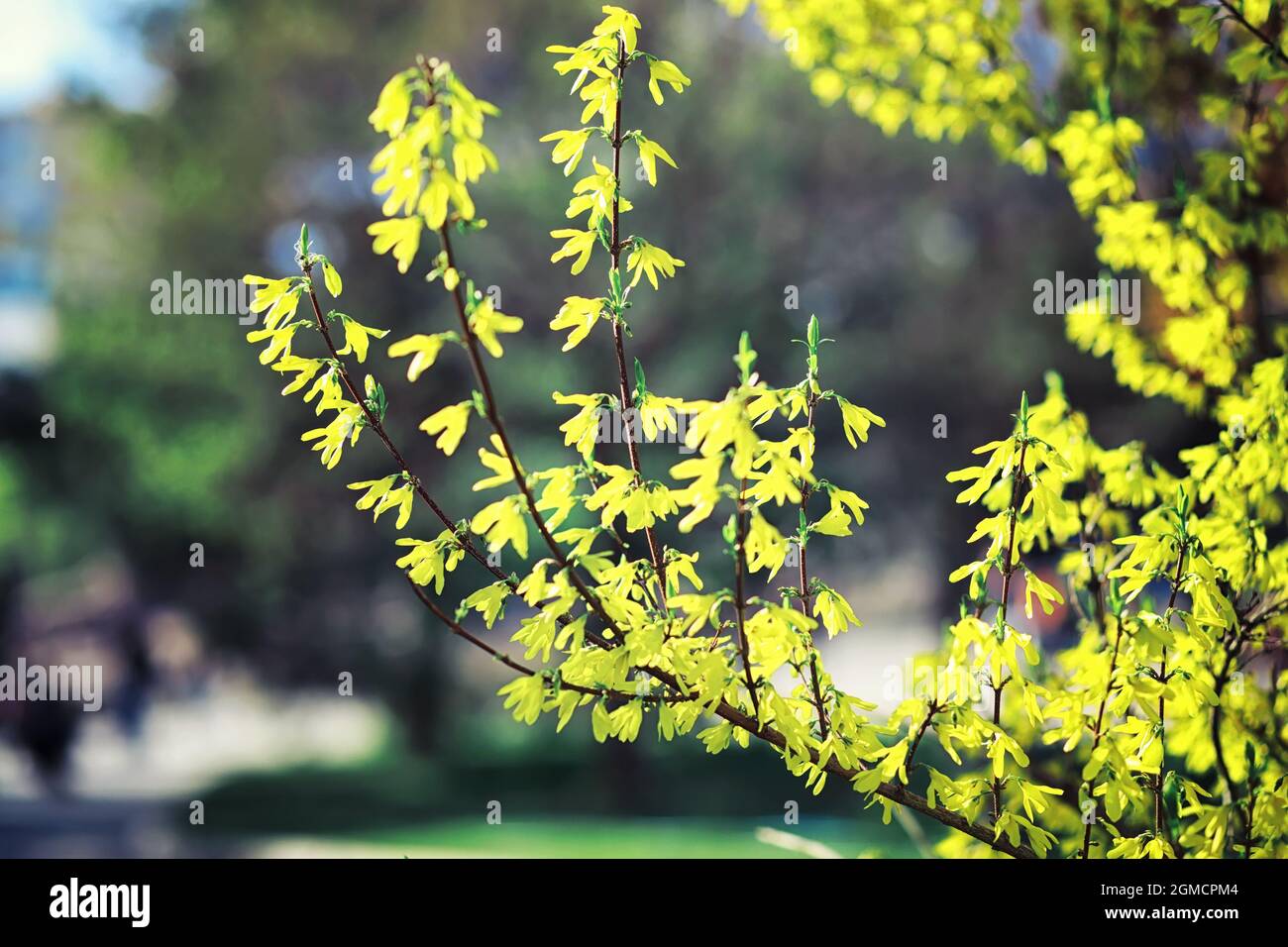 Spring Greenness Bright spring greens at dawn in the forest. Nature comes to life in ...