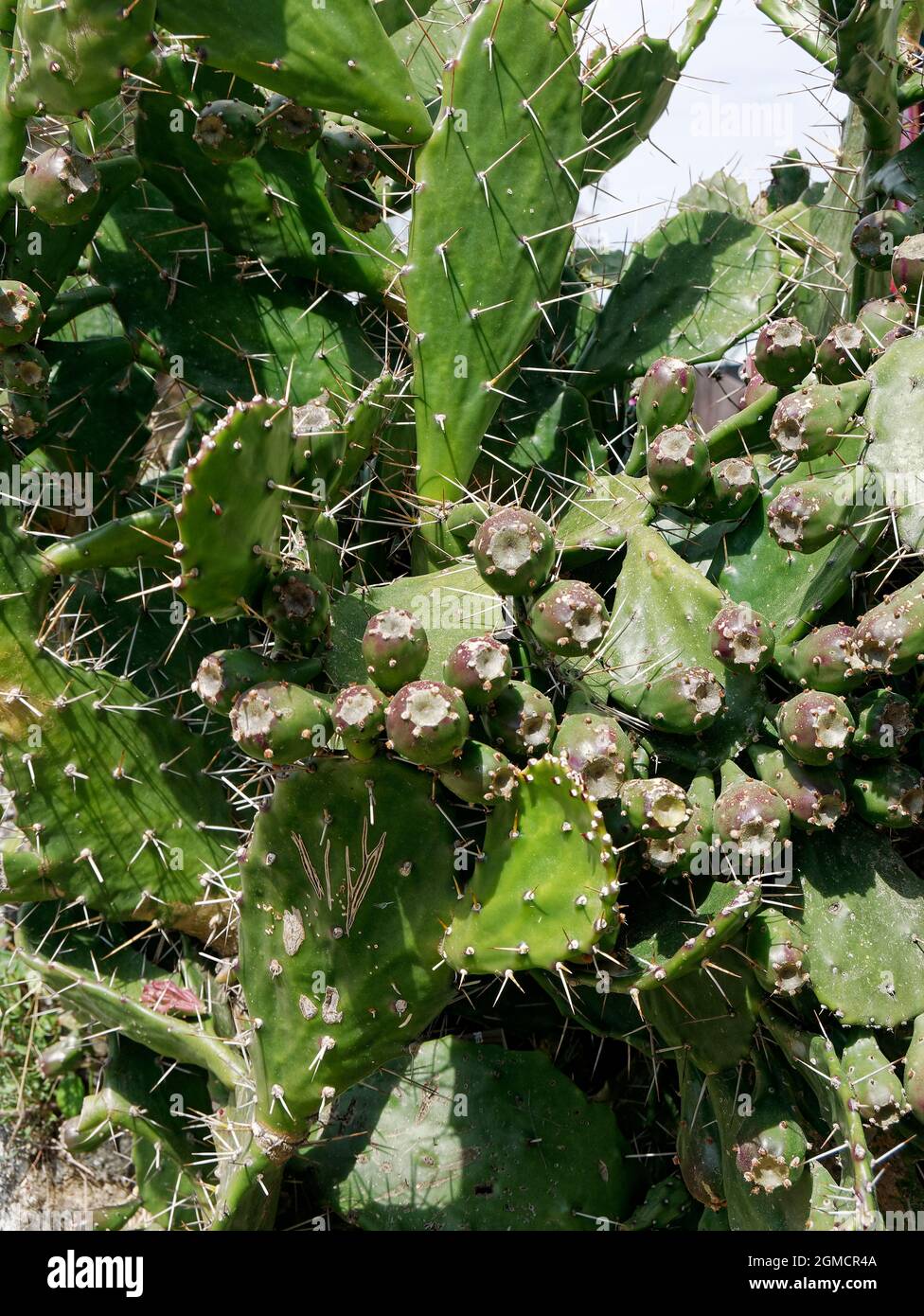 Cactus tree india hi-res stock photography and images - Alamy