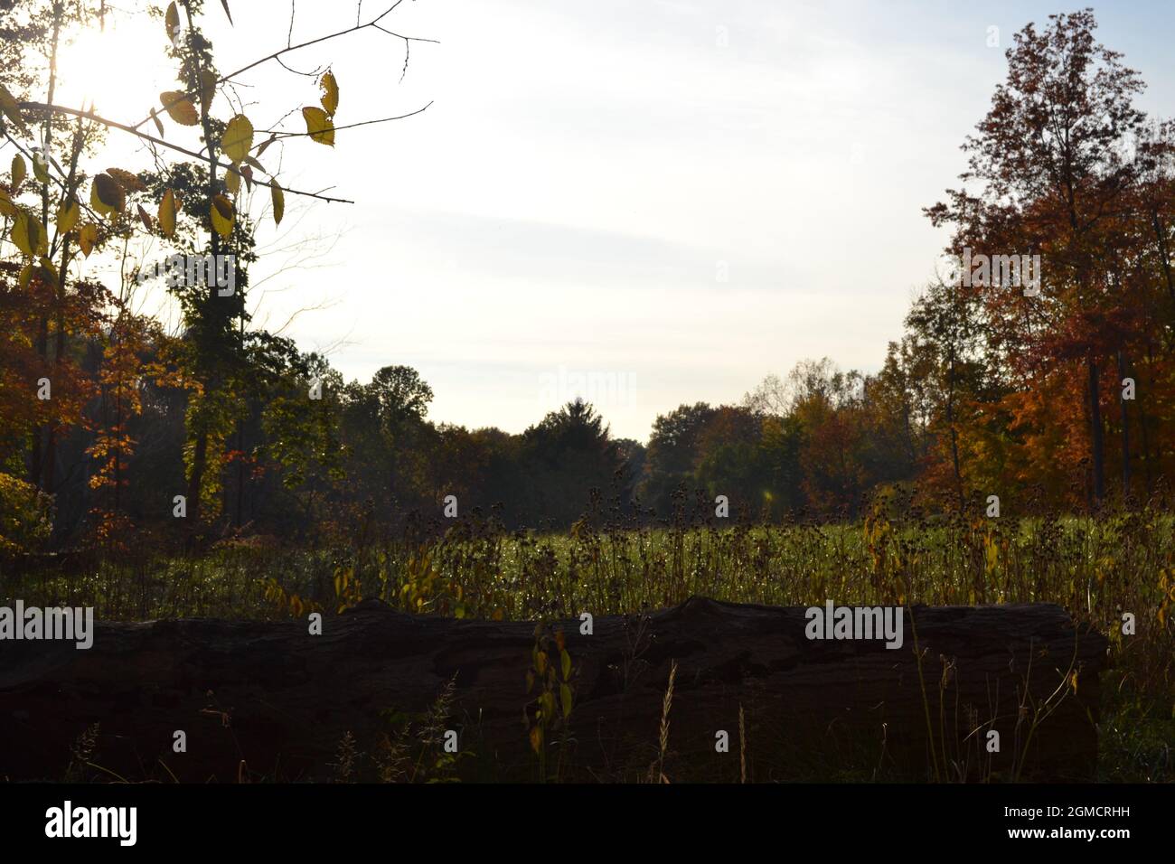 Landscape field trees hi-res stock photography and images - Alamy