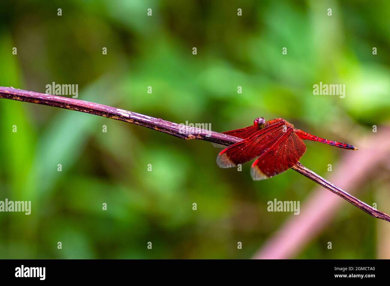 A red dragonfly perches on a dry albisia tree branch, green leaves ...