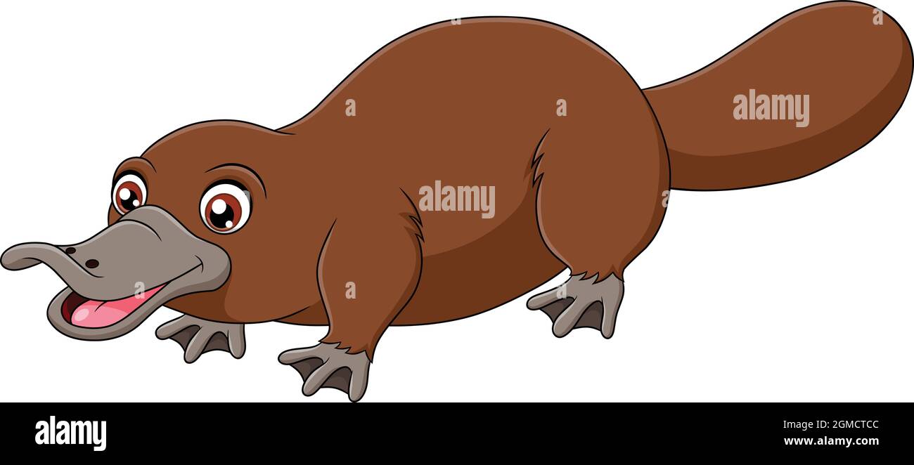 Cartoon illustration funny platypus duckbill hi-res stock photography and  images - Alamy