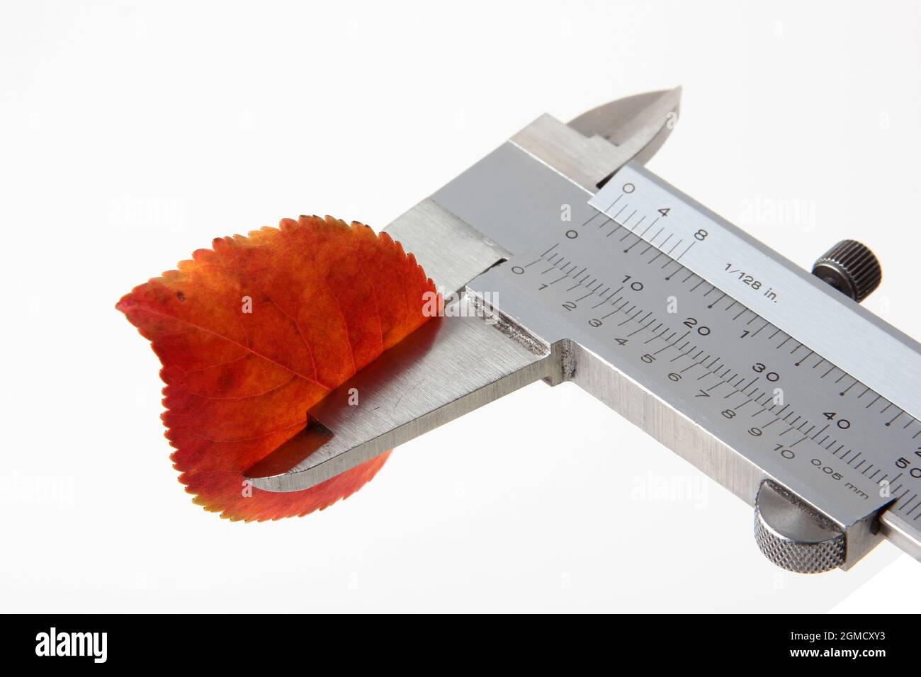 Leaf in metal vernier caliper Stock Photo