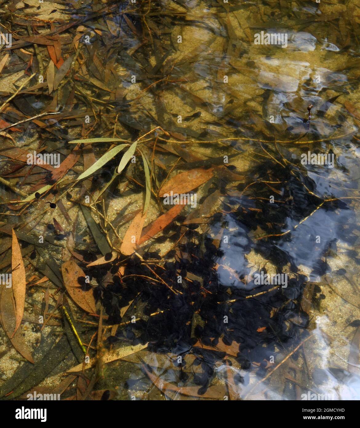 Aggregation of toxic invasive cane toad (Rhinella marinus) tadpoles, Butterfly Falls Limmen National Park, Northern Territory, Australia Stock Photo