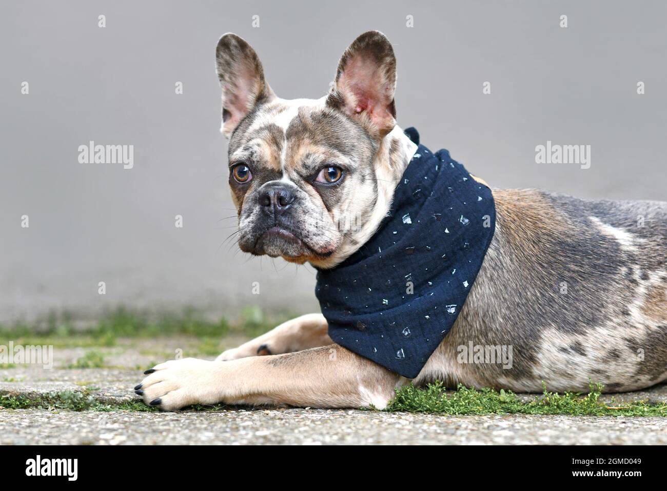 Young merle colored French Bulldog dog puppy with mottled patches wearing black neckerchief Stock Photo