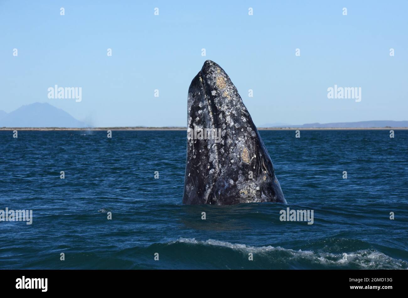 Gray whale breeding lagoon hi-res stock photography and images - Alamy