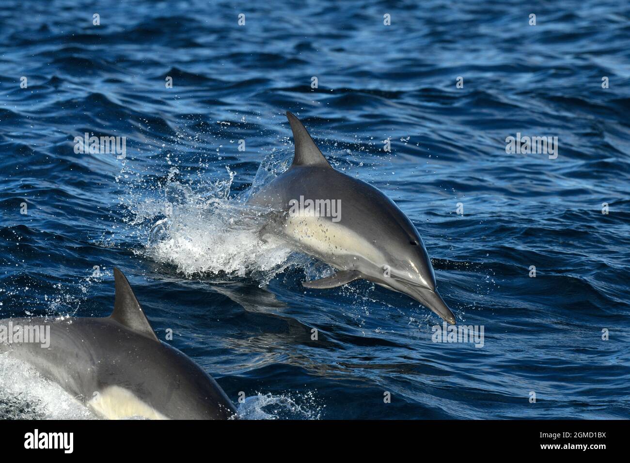 Common Dolphin, Delphinus delphis, dolphin, cetacean, marine, mammal, swimming, sea, ocean, baja, california, mexico Stock Photo