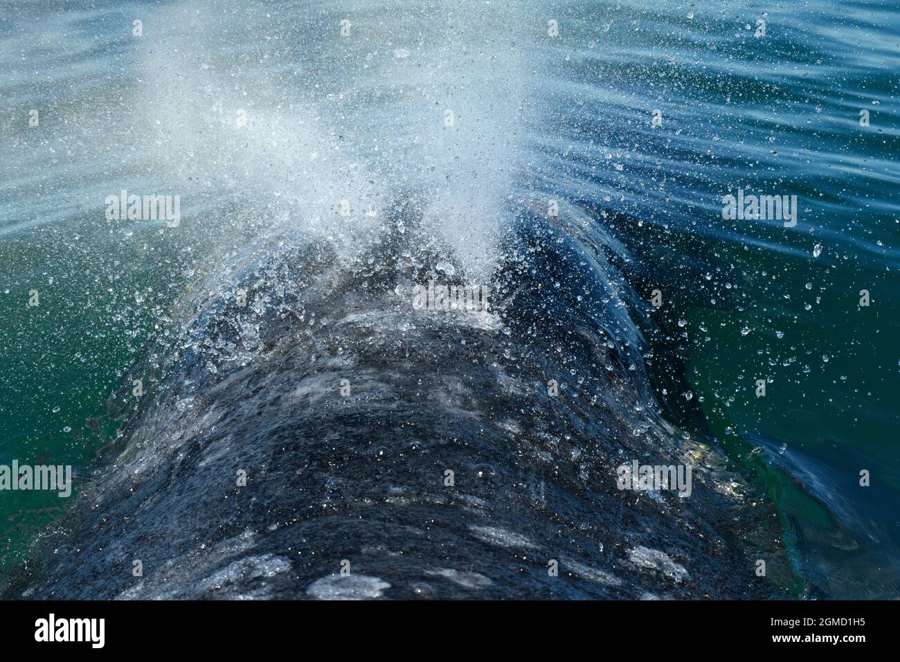 Gray whale breeding lagoon hi-res stock photography and images - Alamy
