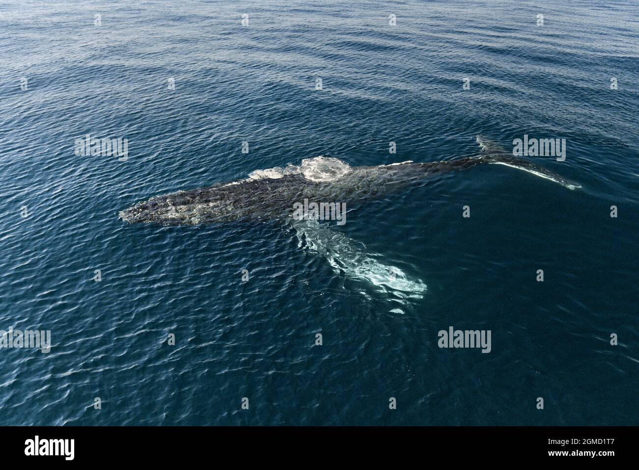 Megaptera Humpback Whale - Megaptera novaeangliae Stock Photo - Alamy