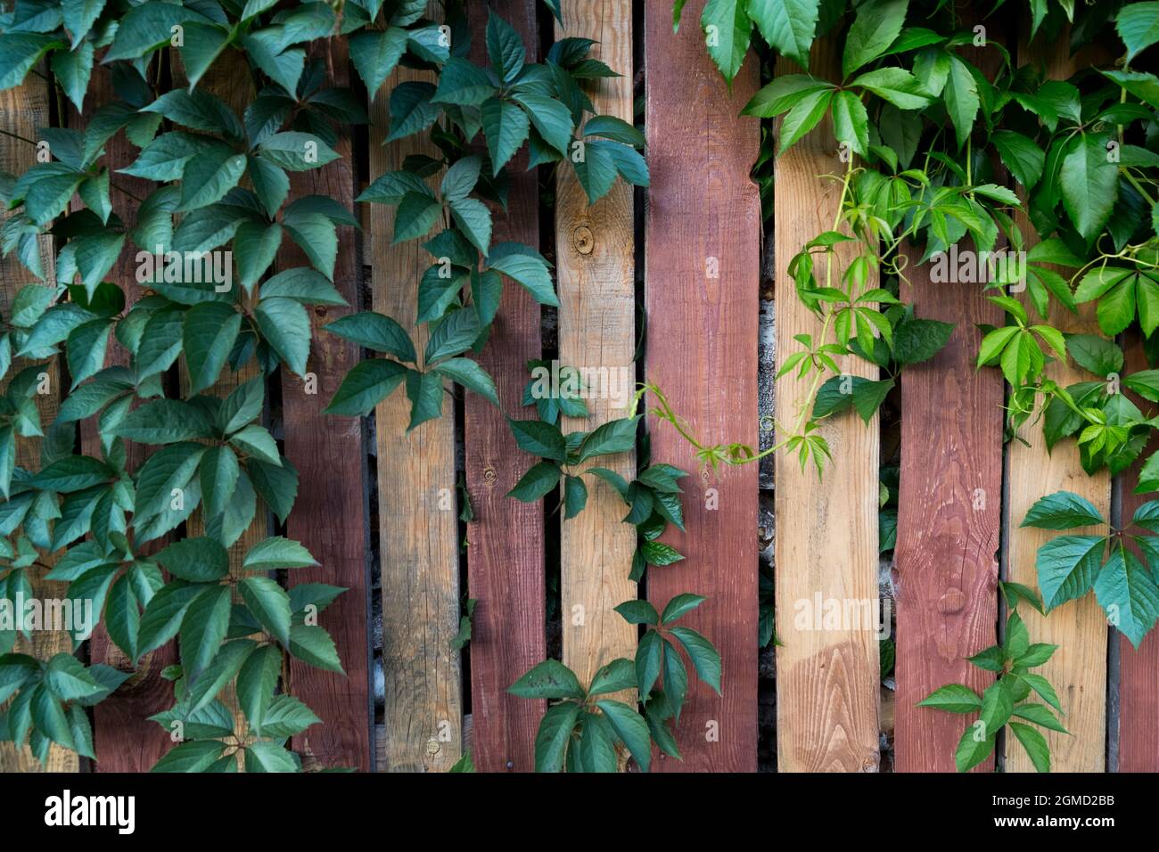 Vines growing old fence hi-res stock photography and images - Alamy