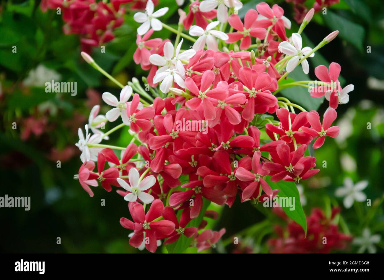 Selective focus on beautiful COMBRETUM INDICUM flowers and buds isolated with blur background in morning sunlight in the park. Stock Photo
