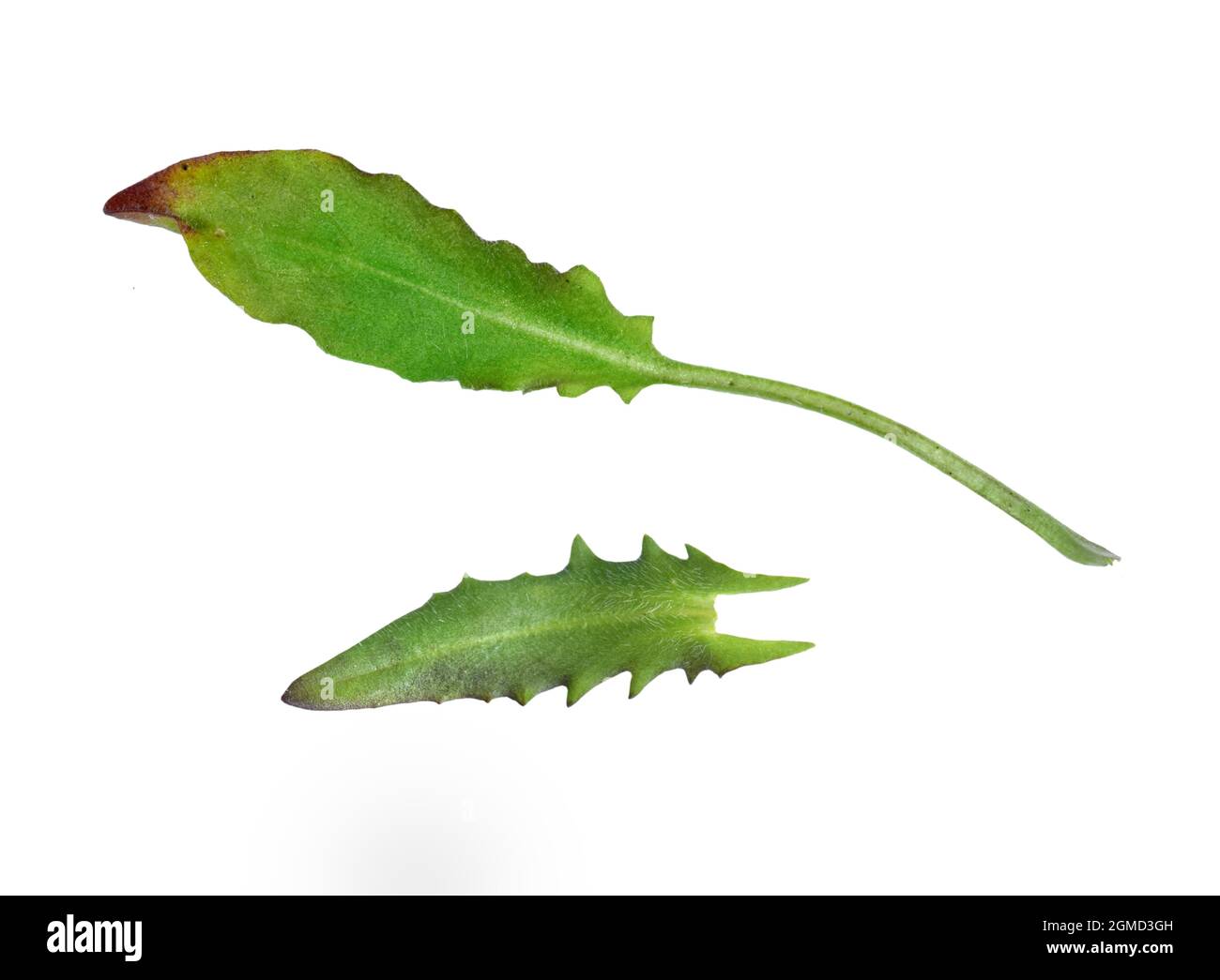 Smith's Pepperwort - Lepidium heterophyllum Stock Photo