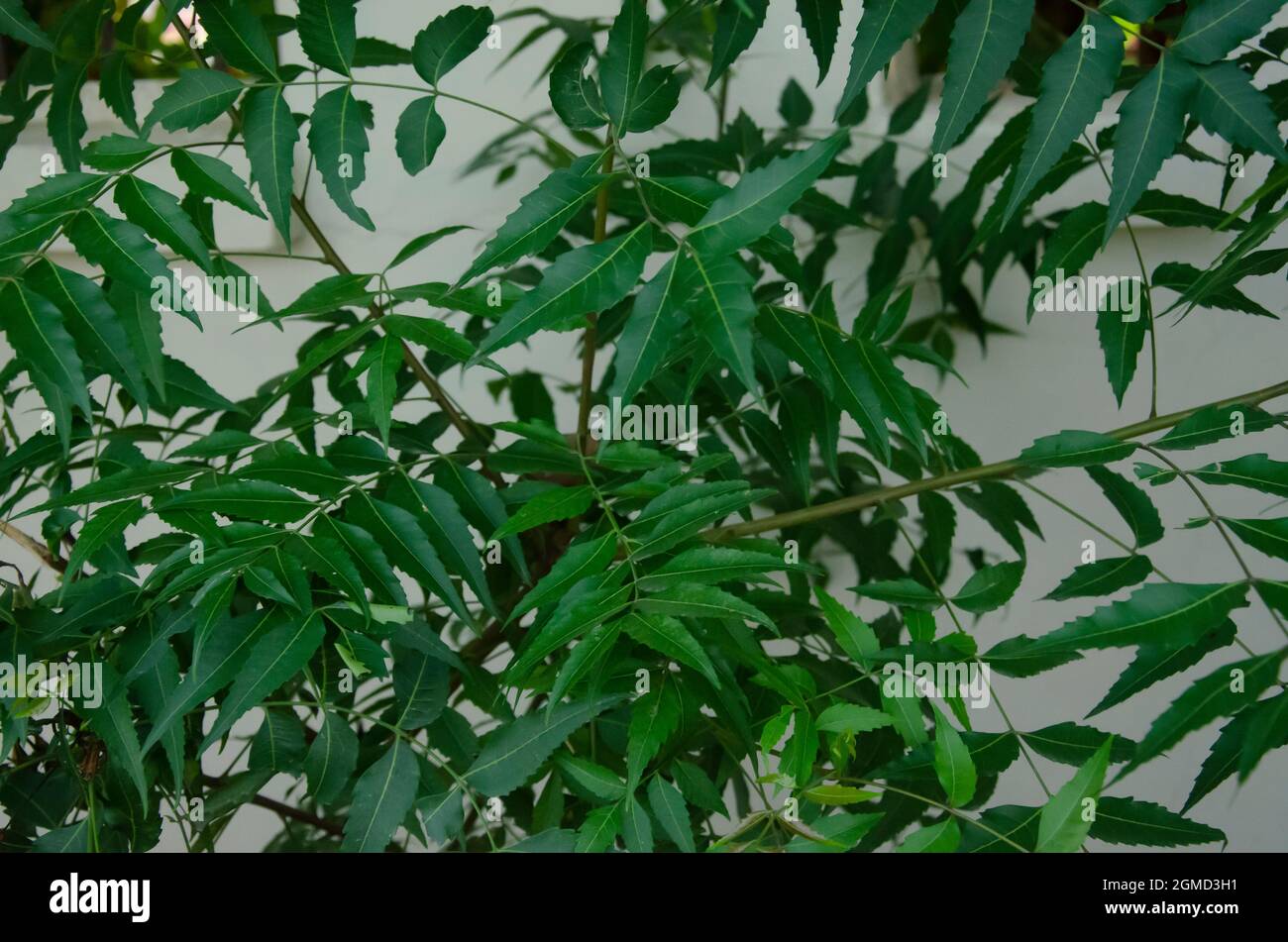 Close up of NEEM plant's leaves in morning sunshine. Also use for background. Also use in medical field. Stock Photo