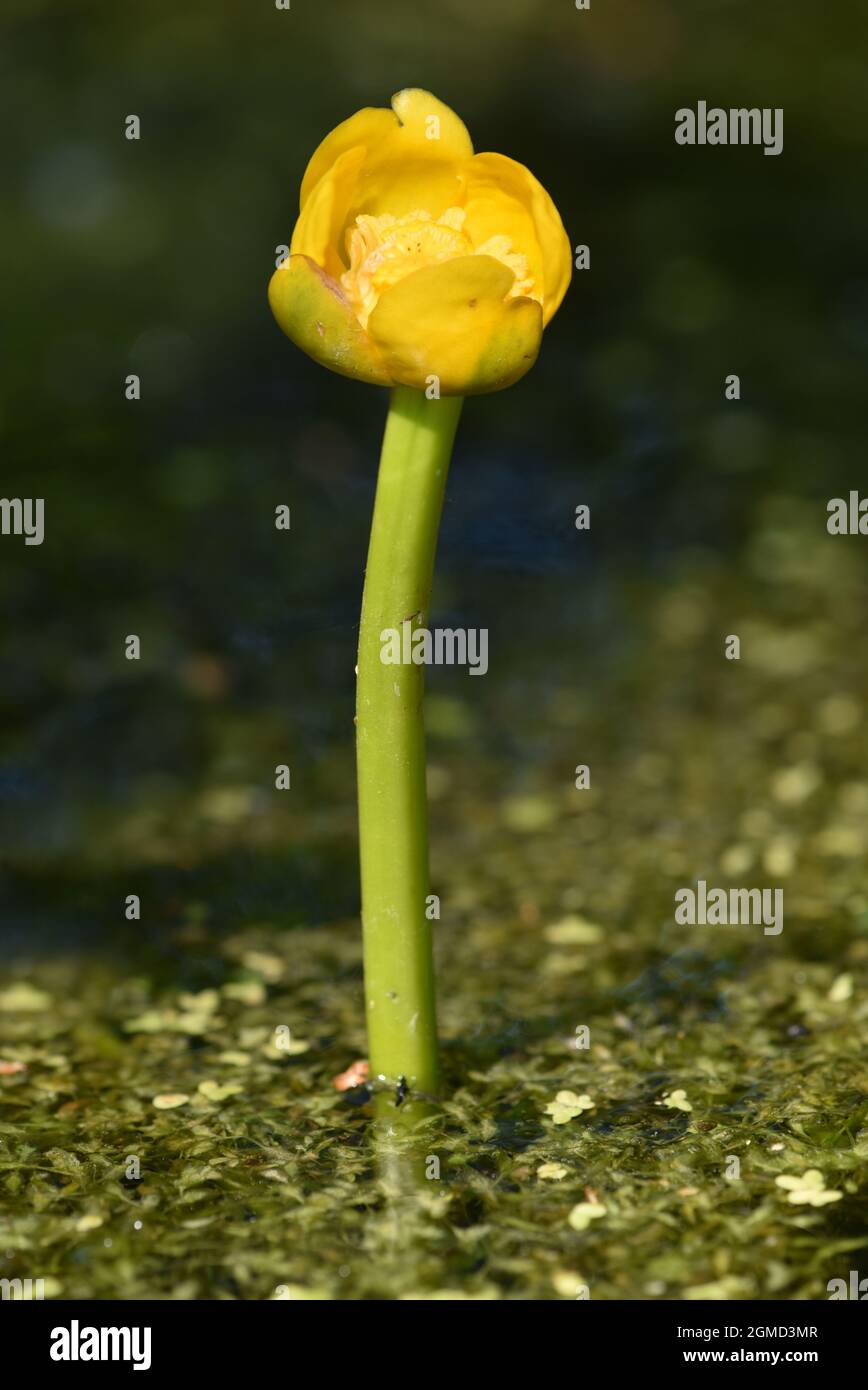 Least Water-lily - Nuphar pumila Stock Photo