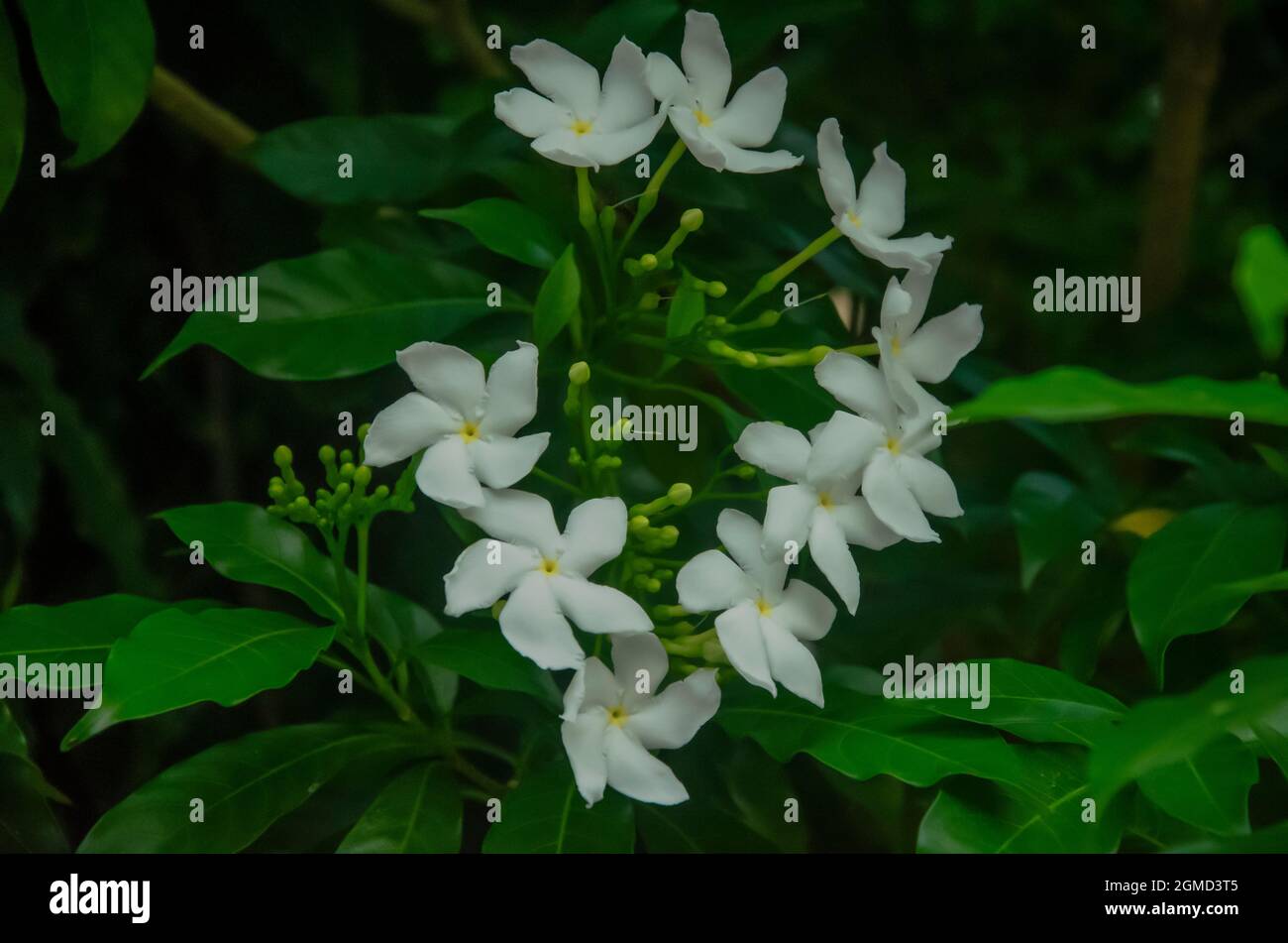 Close up of CREPE JASMINE plant with flowers and buds and green leaves