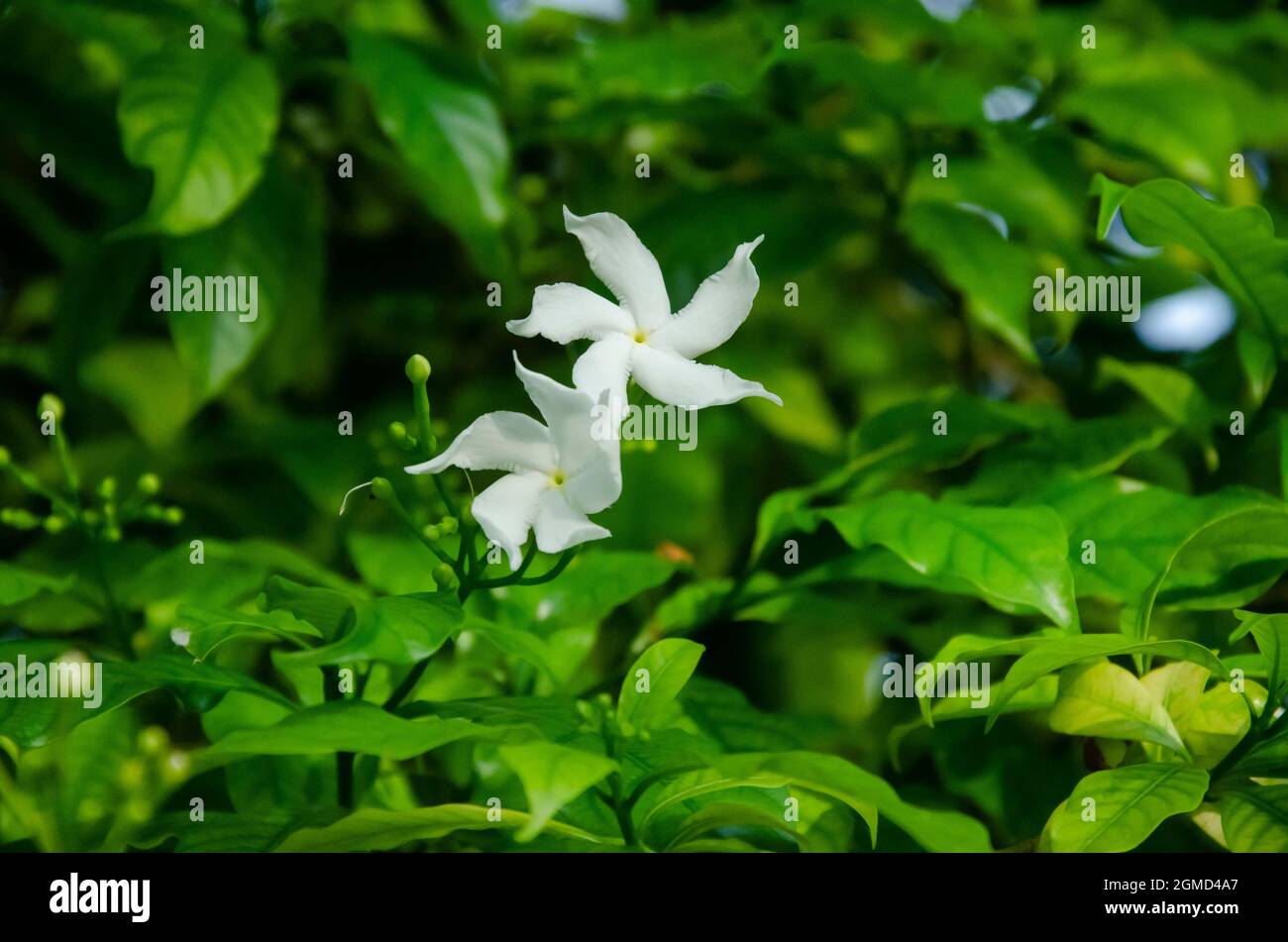 Selective focus on beautiful CREPE JASMINE plant with two white flowers and green leaves isolated with blur background in park in morning sunlight. Stock Photo