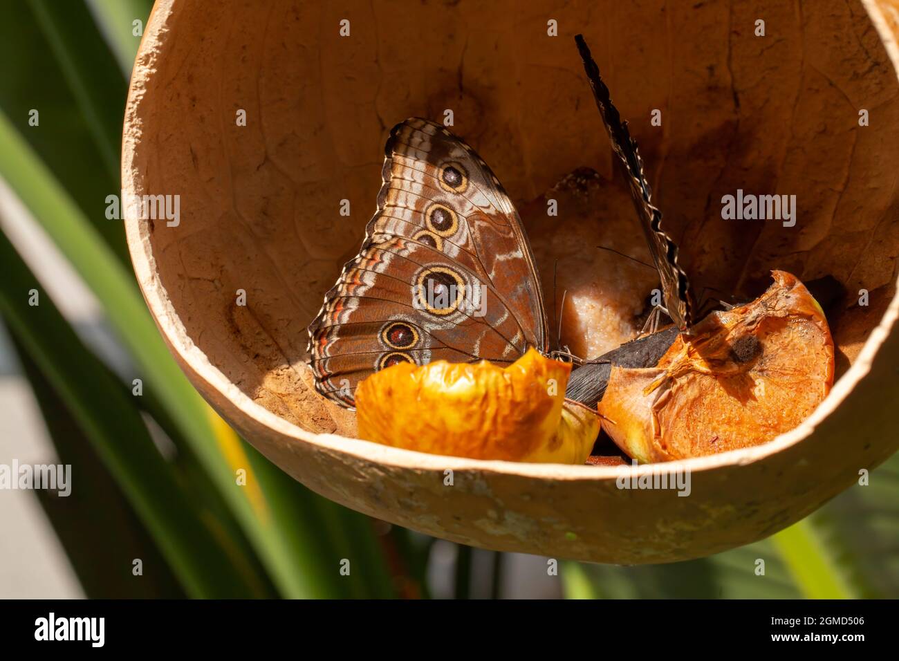Close-up photo of  two beautiful blue Morpho peleides butterfly from Nymphalidae family eating nectar of rotten fruits inside dried gourd in butterfly Stock Photo