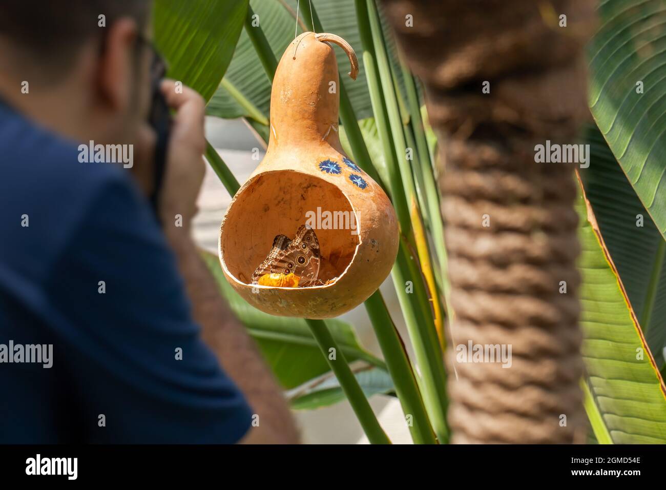Man taking photo of two Morpho Peleides butterfly eating nectar of rotten fruits inside dried gourd and a Morpho Polyphemus standing on gourd in butte Stock Photo