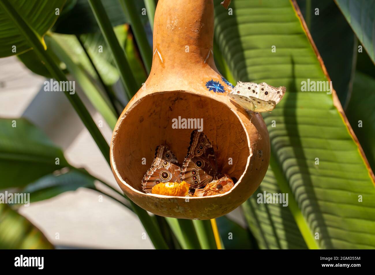 Two beautiful blue Morpho Peleides butterfly eating nectar of rotten fruits inside dried gourd and a Morpho Polyphemus standing on gourd in butterfly Stock Photo