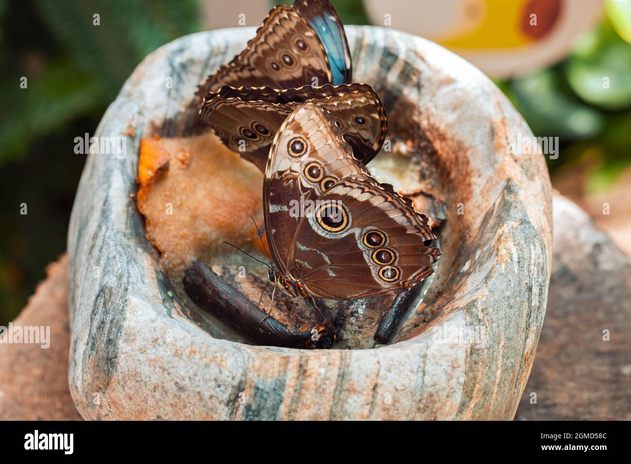 Two beautiful blue Morpho peleides butterfly from Nymphalidae family eating nectar of rotten fruits in a stone mortar on a stump in Konya tropical but Stock Photo