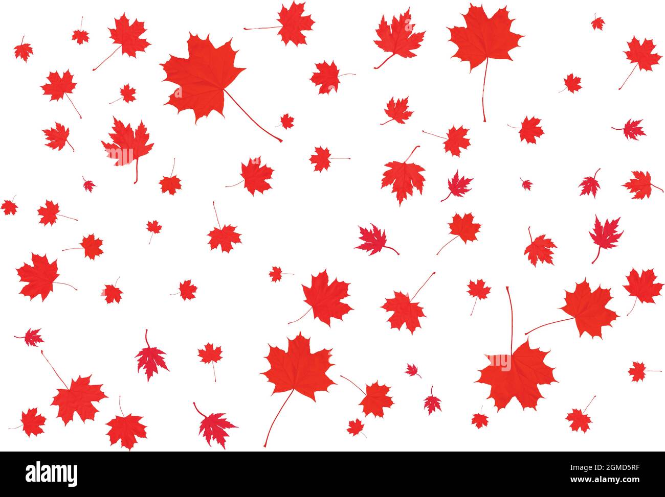 Canada Day maple leaves background Stock Vector Image & Art - Alamy