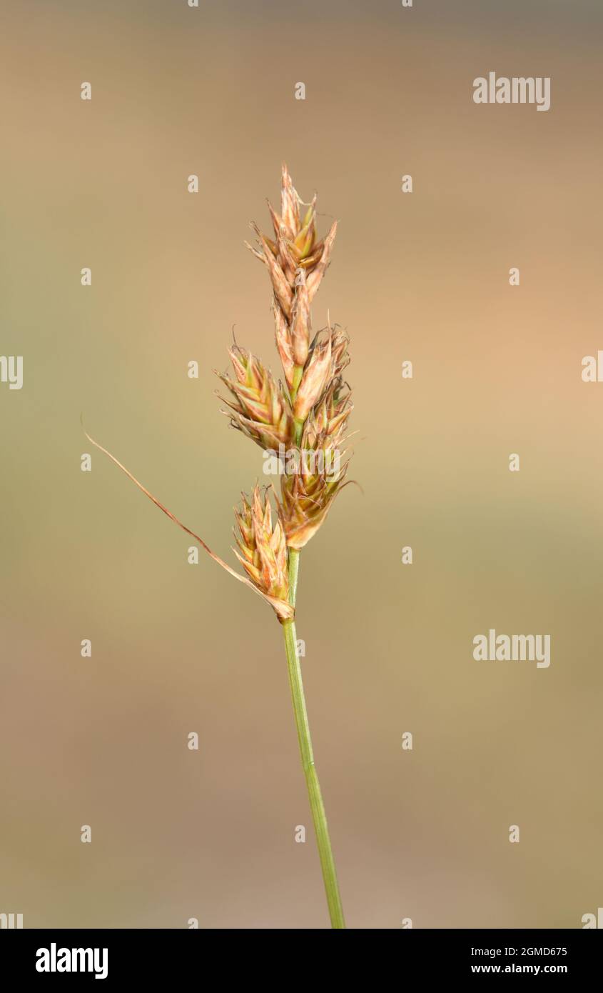 Sand Sedge - Carex arenaria Stock Photo