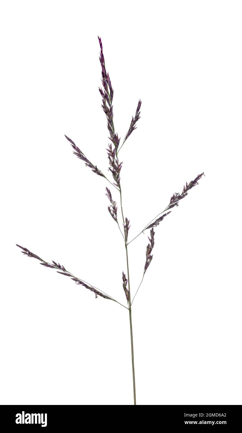 Reflexed Saltmarsh-grass - Puccinellia distans Stock Photo