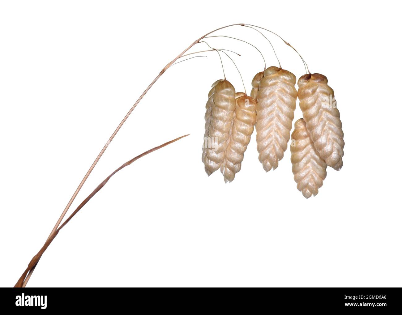Greater Quaking Grass Briza maxima Stock Photo Alamy