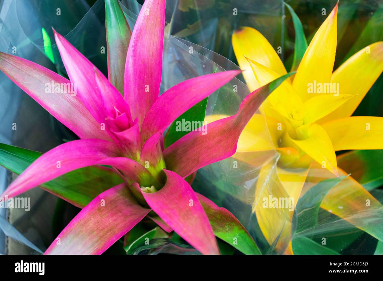 Pots with decorative flowers Guzmania lingulata with pink and yellow flowers close up Stock Photo