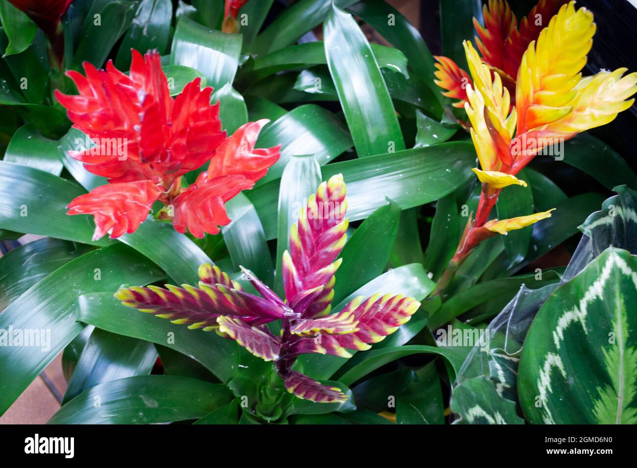 Vriesea flower in the garden, Colorful flowering vriesea plants of tropical . Variety bromelia Stock Photo