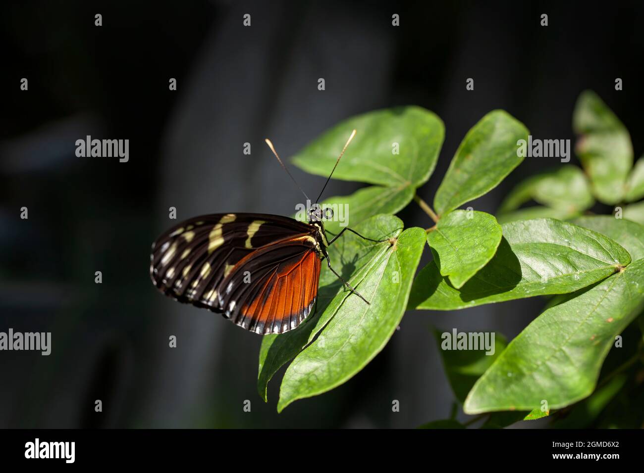 Beautif colorful tropical butterfly called Heliconius hecale  |  Tiger longwing  |  Golden longwing standing on green leaves in Konya tropical butterf Stock Photo