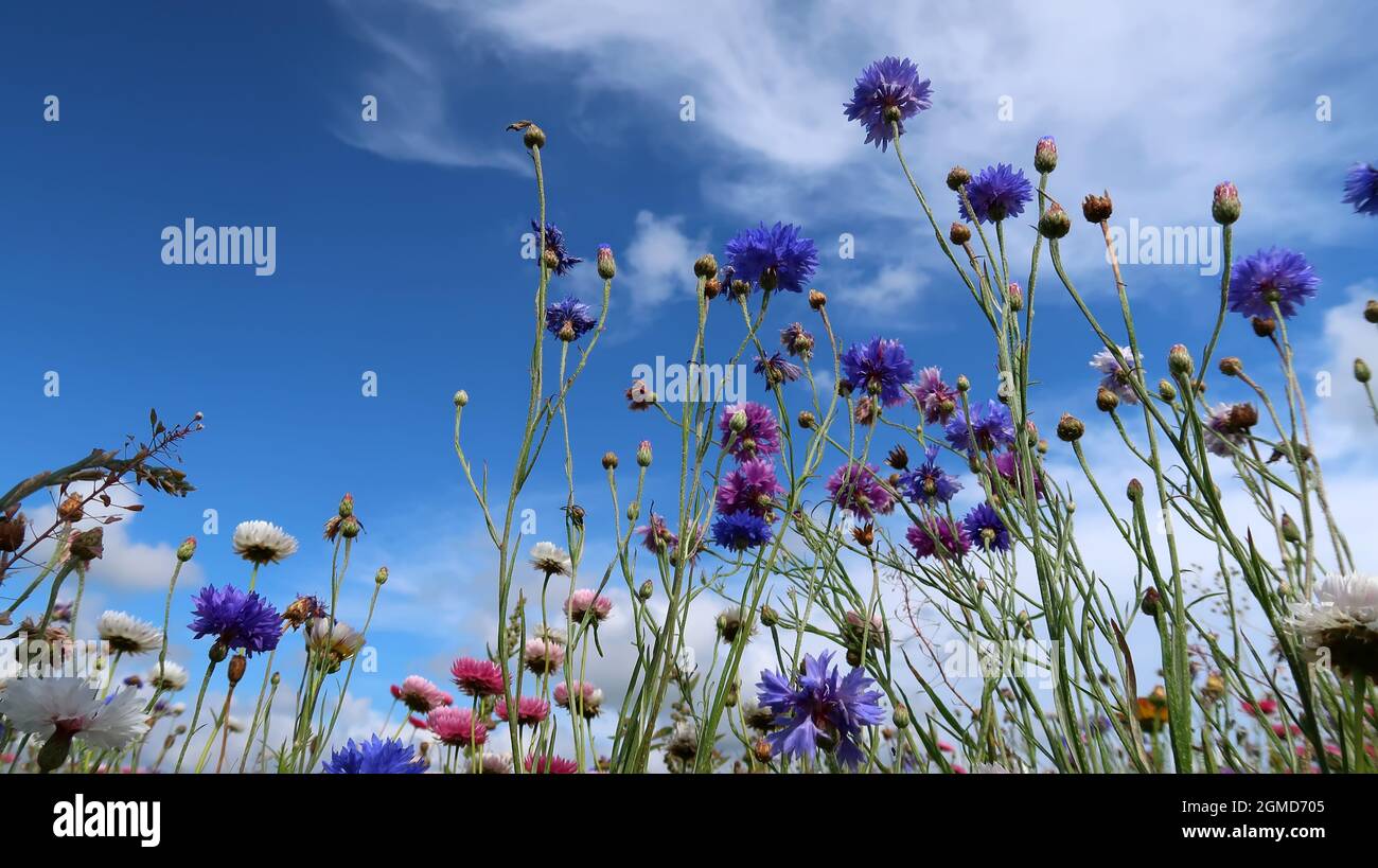 summer meadow with colorful flowers and a blue sky Stock Photo