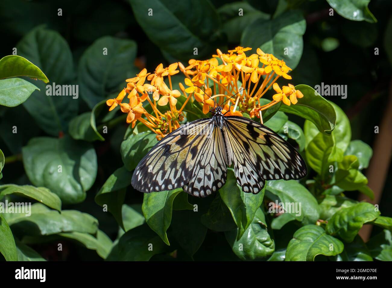 Beautif colorful tropıical butterfly called Large Tree Nymph | Paper Kite | Idea leuconoe drinking nectar of flowers in Konya tropical butterfly garde Stock Photo